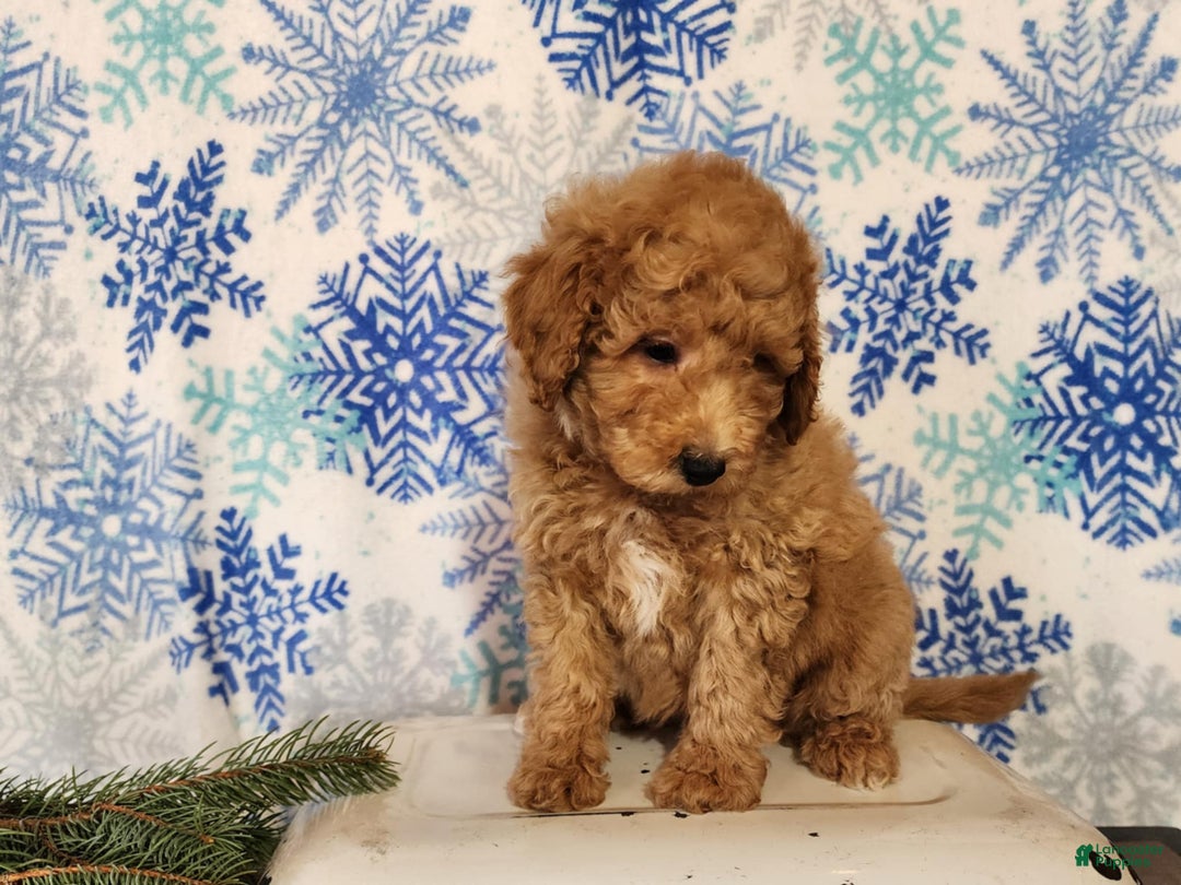 Mini Goldendoodle dogs for sale: Nash - Ad 2
