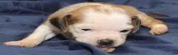 Puggle dogs for sale: Chewy - Ad 56