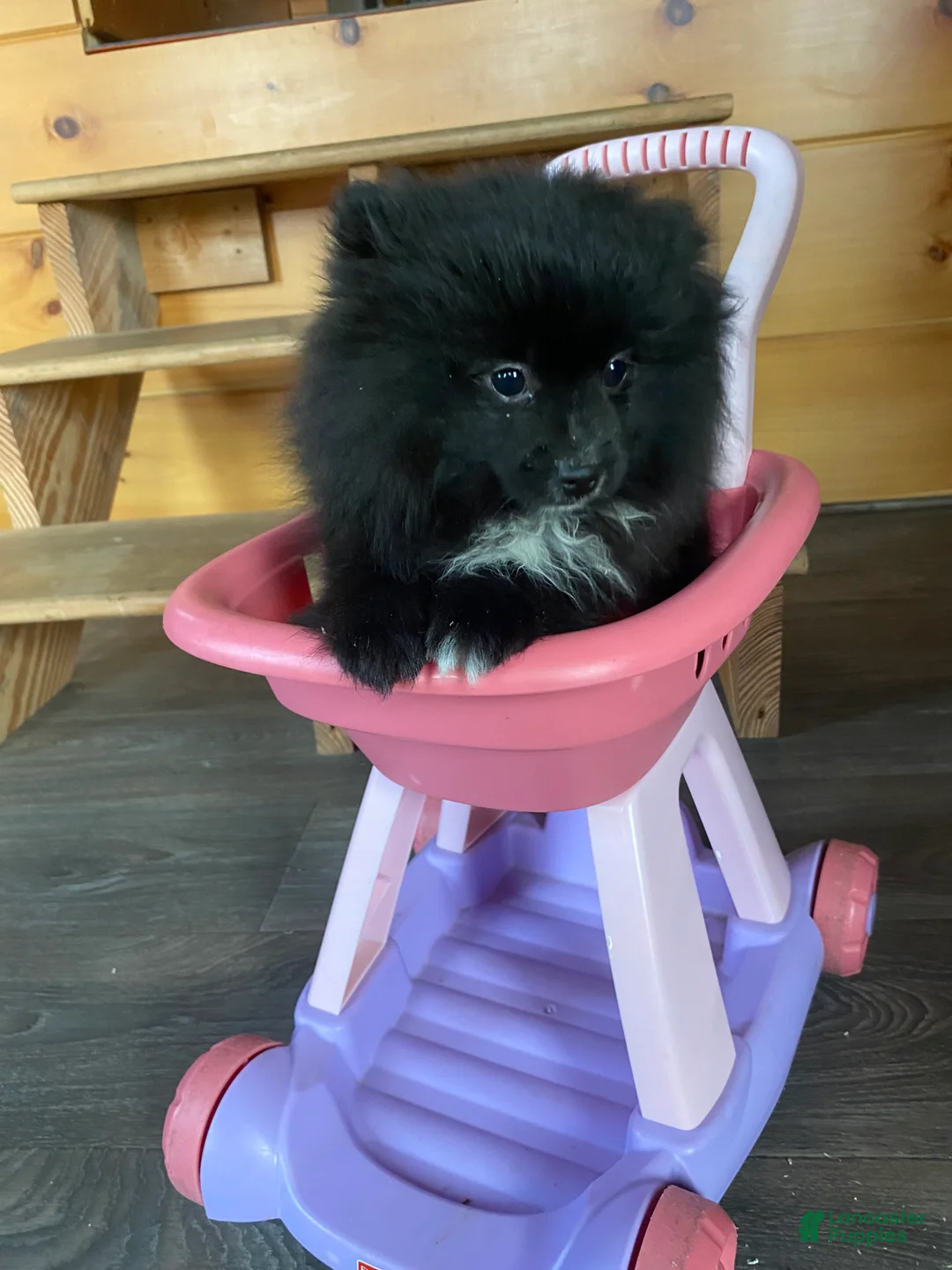 Pomeranian dogs for sale: Pomeranian Puppy 1 - Ad 2