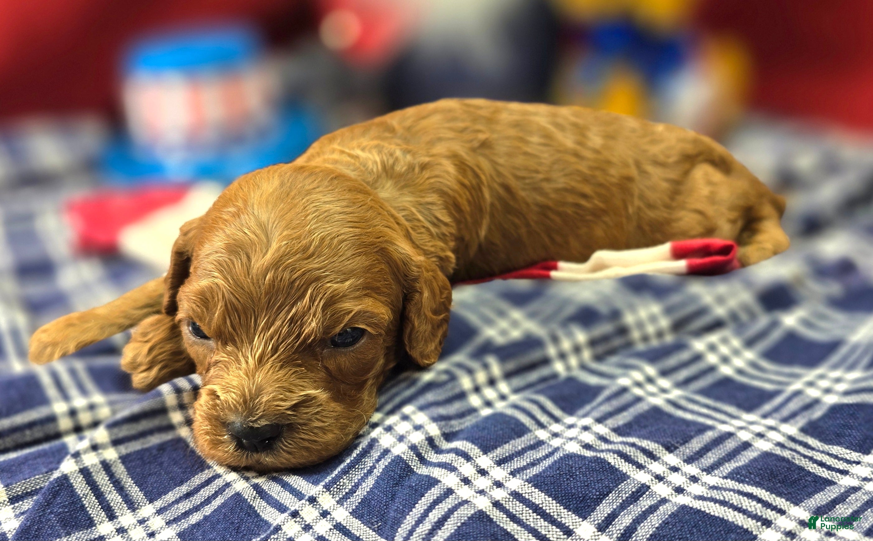 Cockapoo dogs Nigel - Ad 10