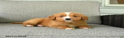Bernedoodle dogs for sale: Slippers - Ad 4