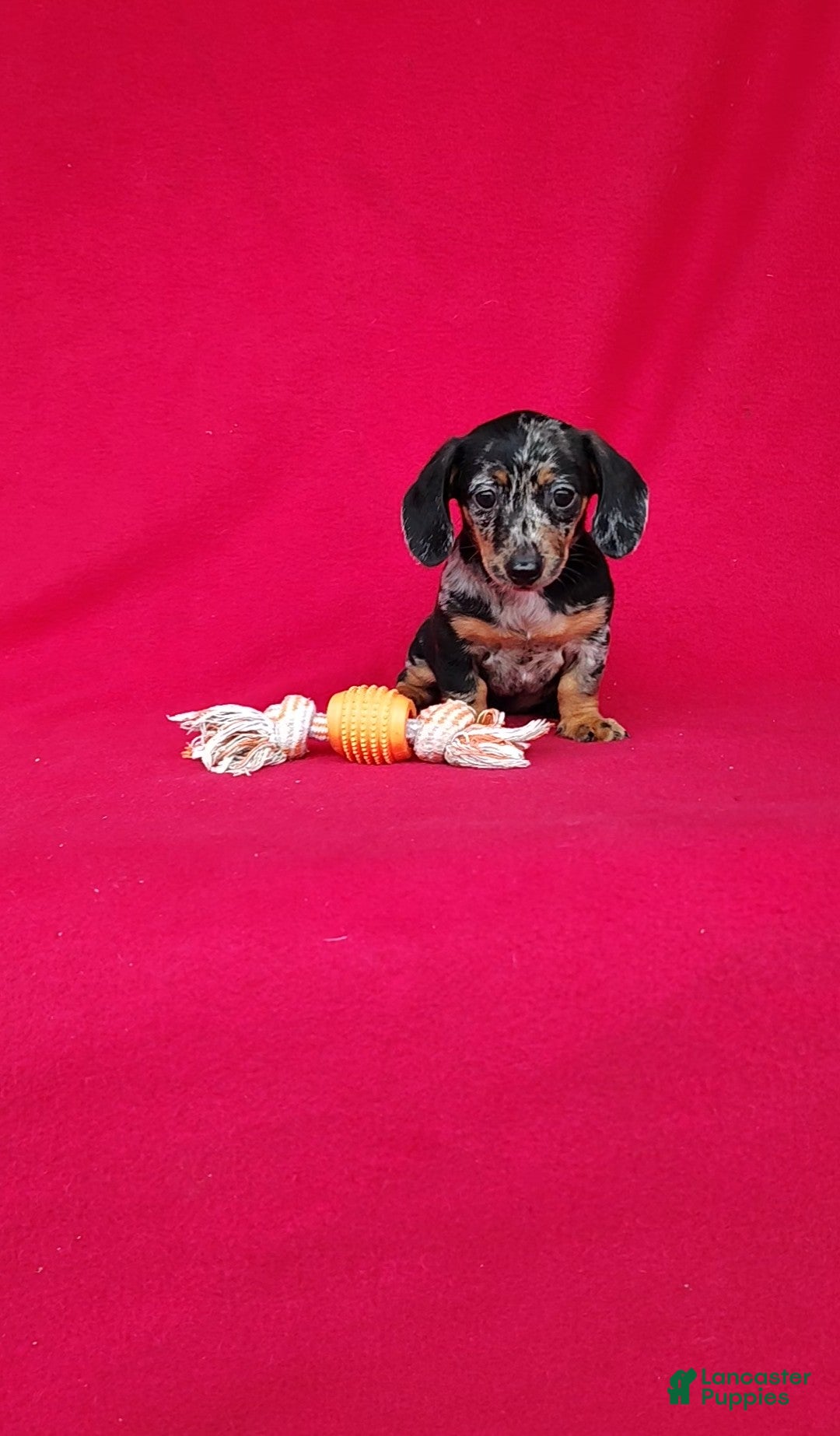 Miniature Dachshund dogs Samantha - Ad 1