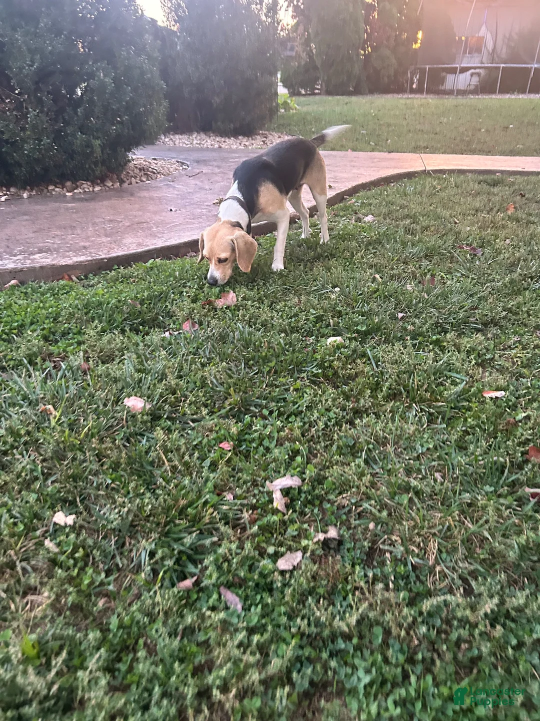 Beagle dogs for sale: Everest - Ad 2
