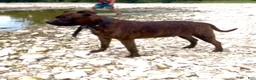 Staffordshire Bull Terrier dogs for sale: Tella - Ad 7