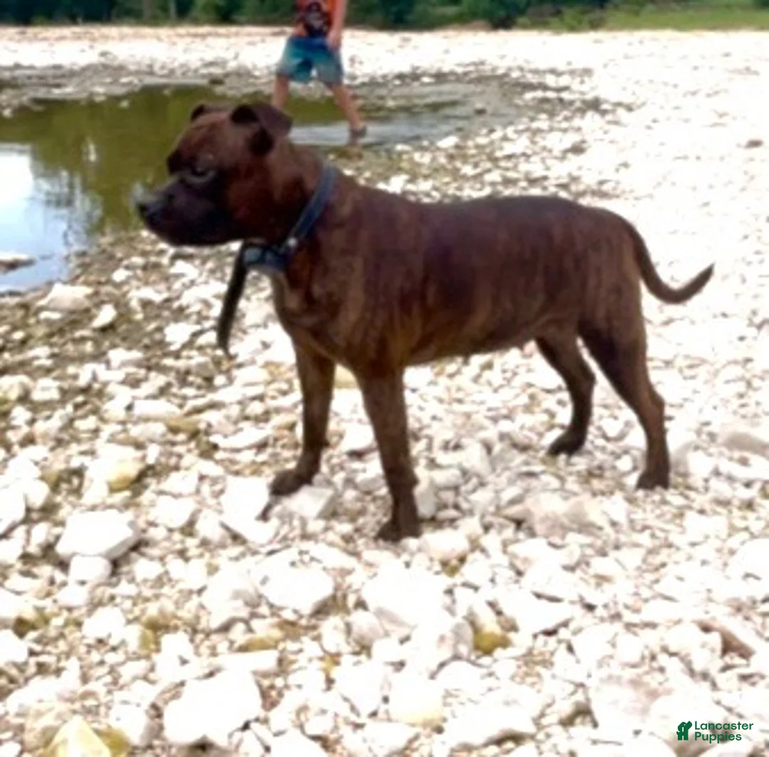 Staffordshire Bull Terrier dogs for sale: Tella - Ad 7