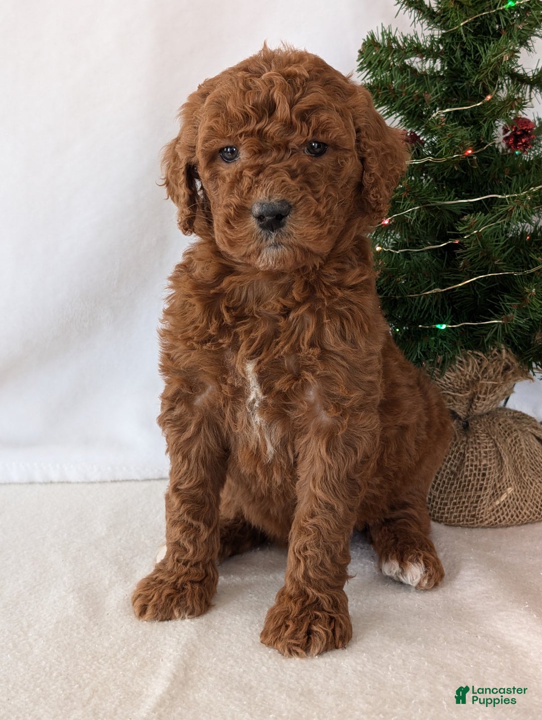 Goldendoodle dogs for sale: Miss Abby  - Ad 7