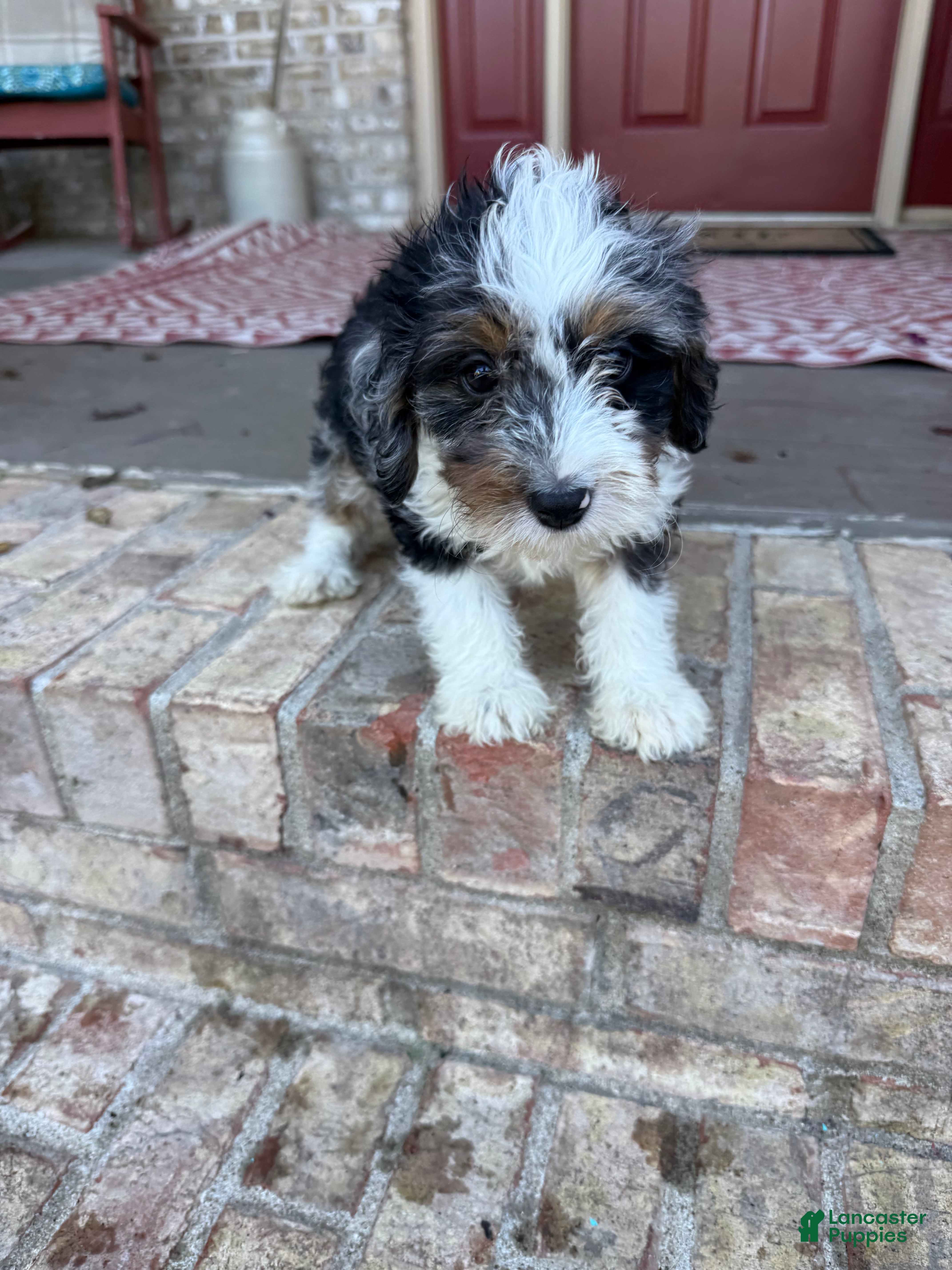 Mini Bernedoodle dogs Dash  - Ad 15