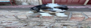 Dash 