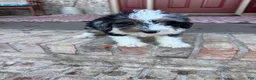 Mini Bernedoodle dogs for sale: Dash  - Ad 1