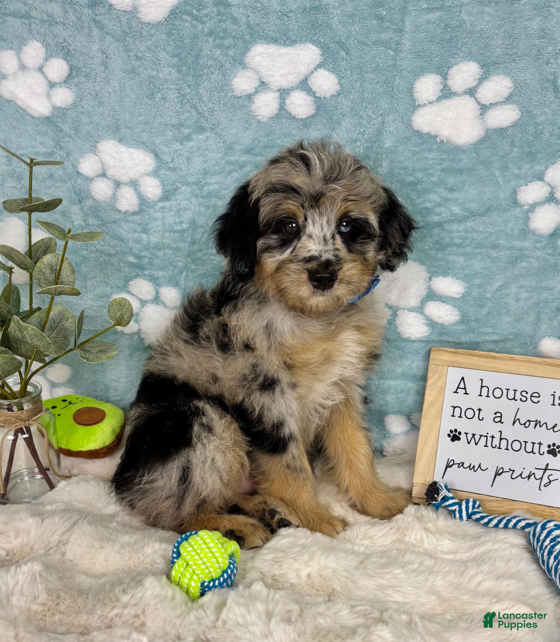 Mini Bernedoodle dogs Benny  - Ad 32
