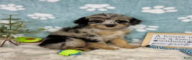 Benny 