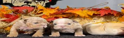 English Bulldog dogs for sale: English Bulldog 2 - Ad 6