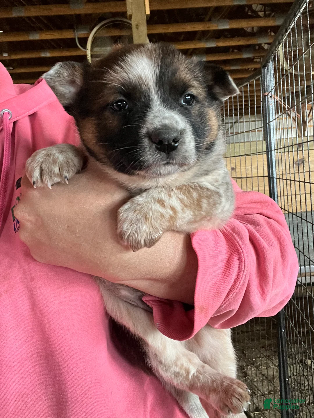 Australian Cattle Dog dogs for sale: Riley - Ad 2
