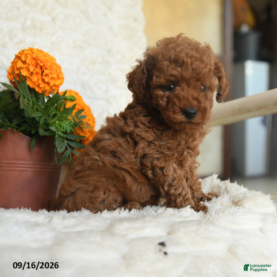 Miniature Poodle dogs Nala - Ad 1