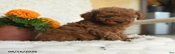 Miniature Poodle dogs for sale: Nala - Ad 1