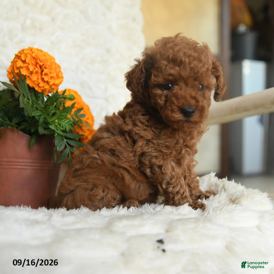 Miniature Poodle dogs for sale: Nala - Ad 1