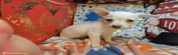 Chihuahua dogs for sale: Vanilla Cloud (Female) - Ad 1