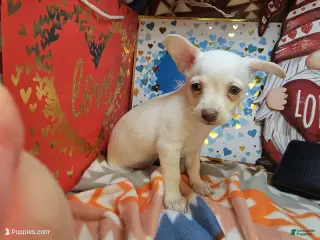 Chihuahua dogs Vanilla Cloud (Female) - Ad 4
