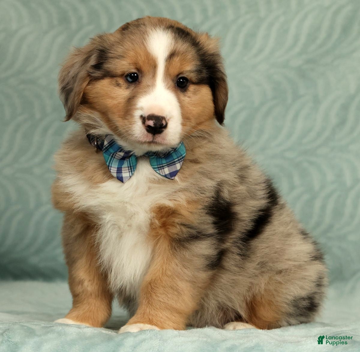 Australian Shepherd dogs for sale: Jett - Ad 4