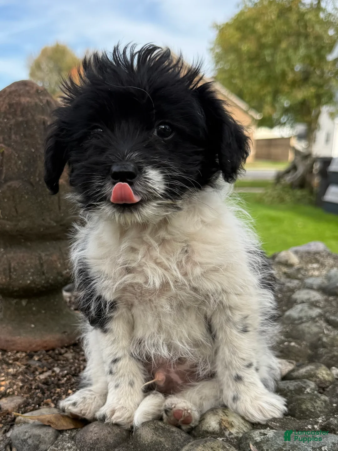 Pomapoo dogs for sale: Booger - Ad 1