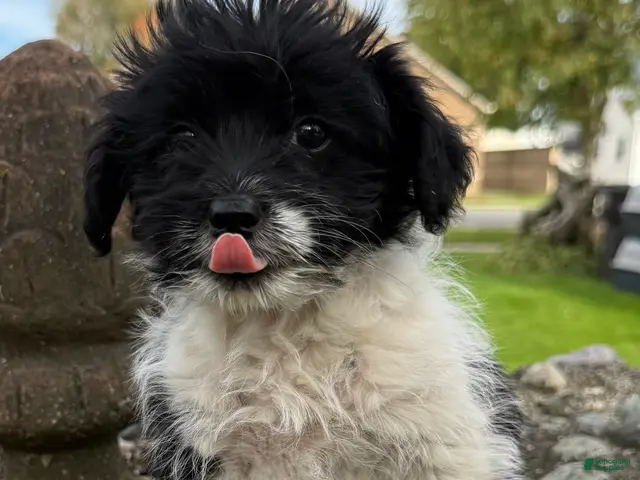 Pomapoo dogs for sale: Booger - Ad 1