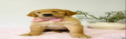 Golden Retriever dogs for sale: Daisy  - Ad 1