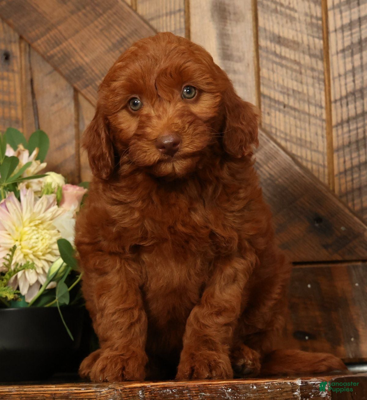 Mini Goldendoodle dogs Holly - Ad 1