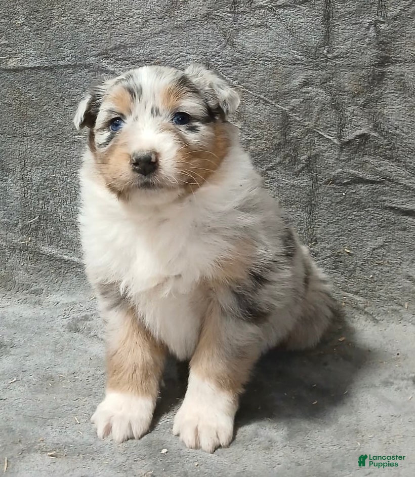 Australian Shepherd dogs Astrid - Ad 11