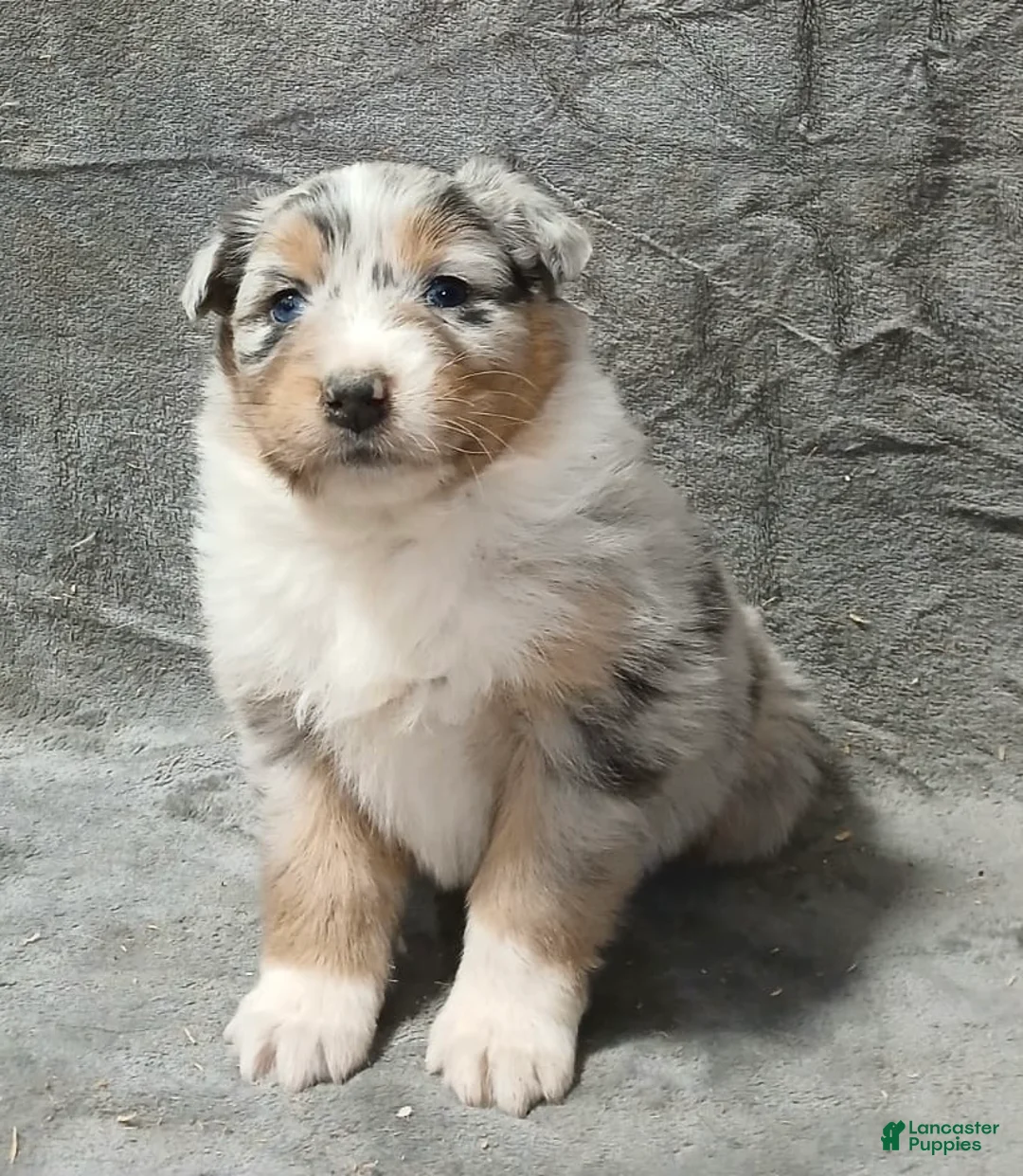 Australian Shepherd dogs for sale: Astrid - Ad 1