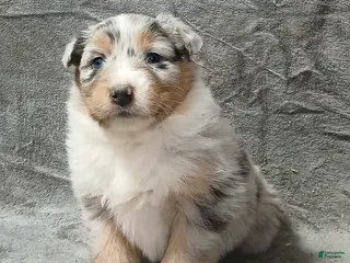 Australian Shepherd dogs Astrid - Ad 11