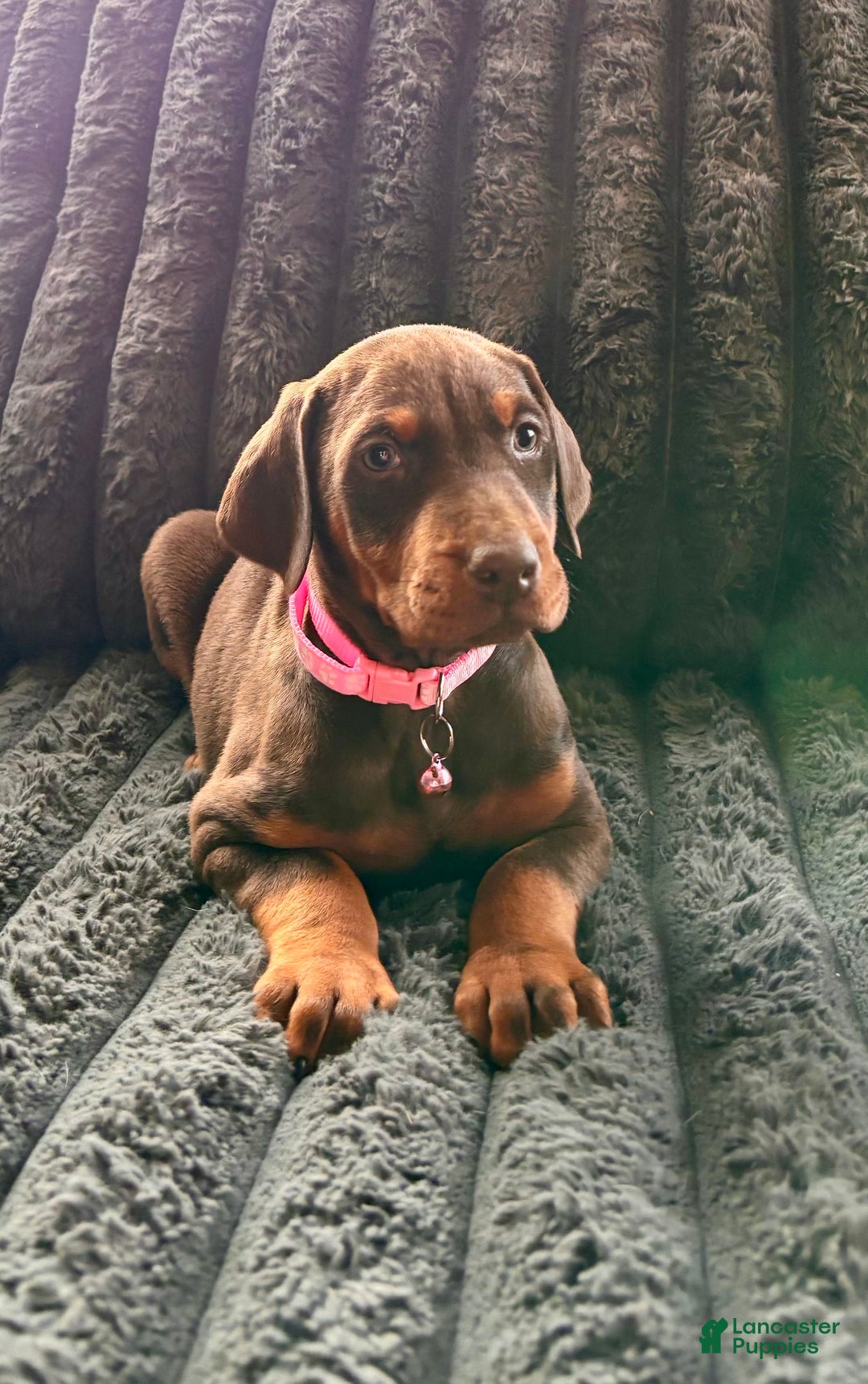 Doberman Pinscher dogs for sale: Ginger  - Ad 4