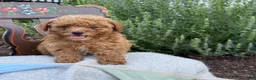 Toy Poodle dogs for sale: Grace - Ad 4