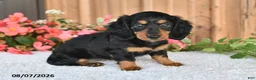 Miniature Dachshund dogs for sale: Fudge - Ad 3