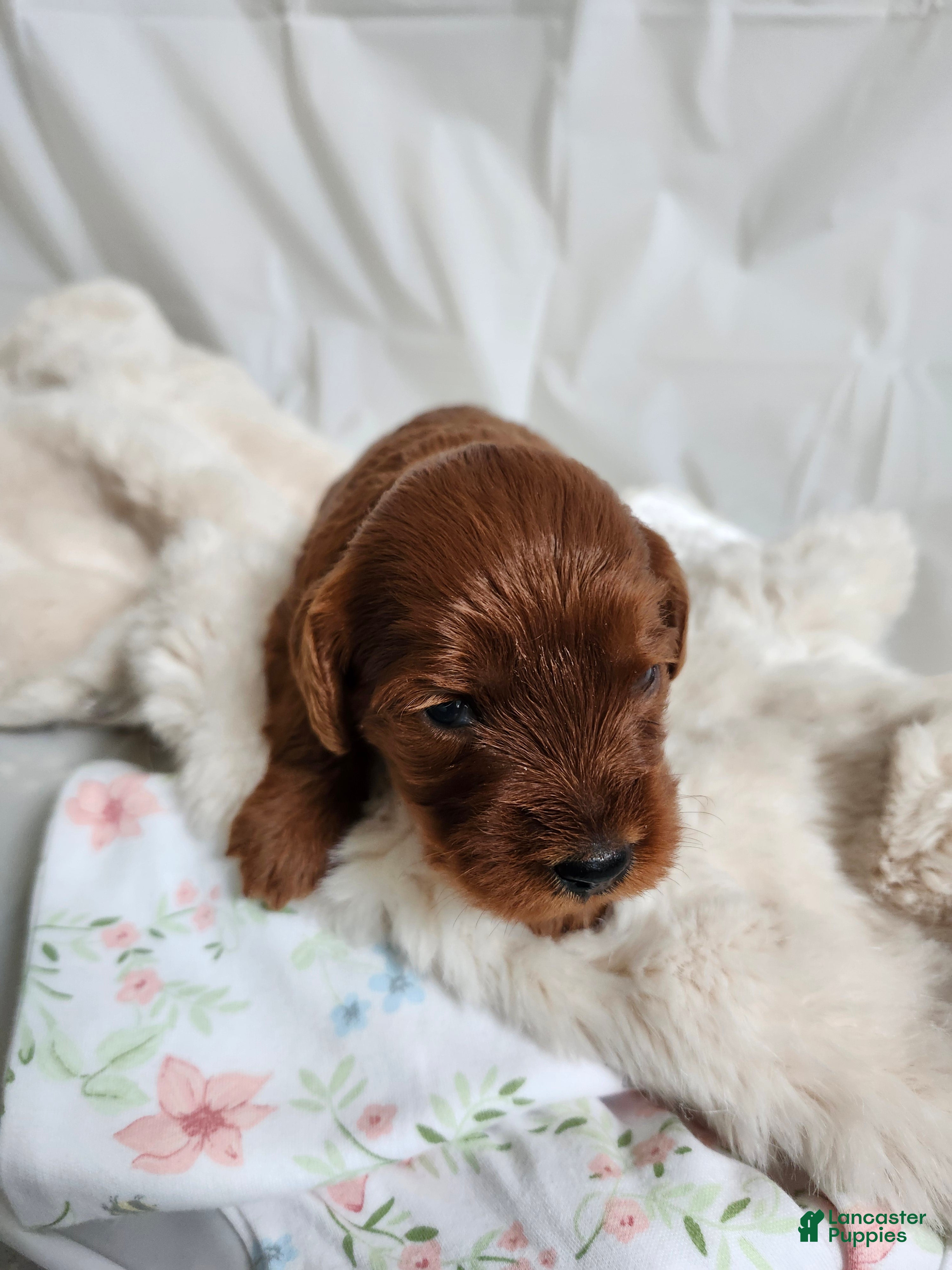 Cavapoo dogs Fiona  - Ad 1