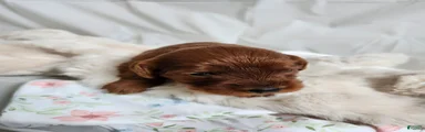 Fiona 