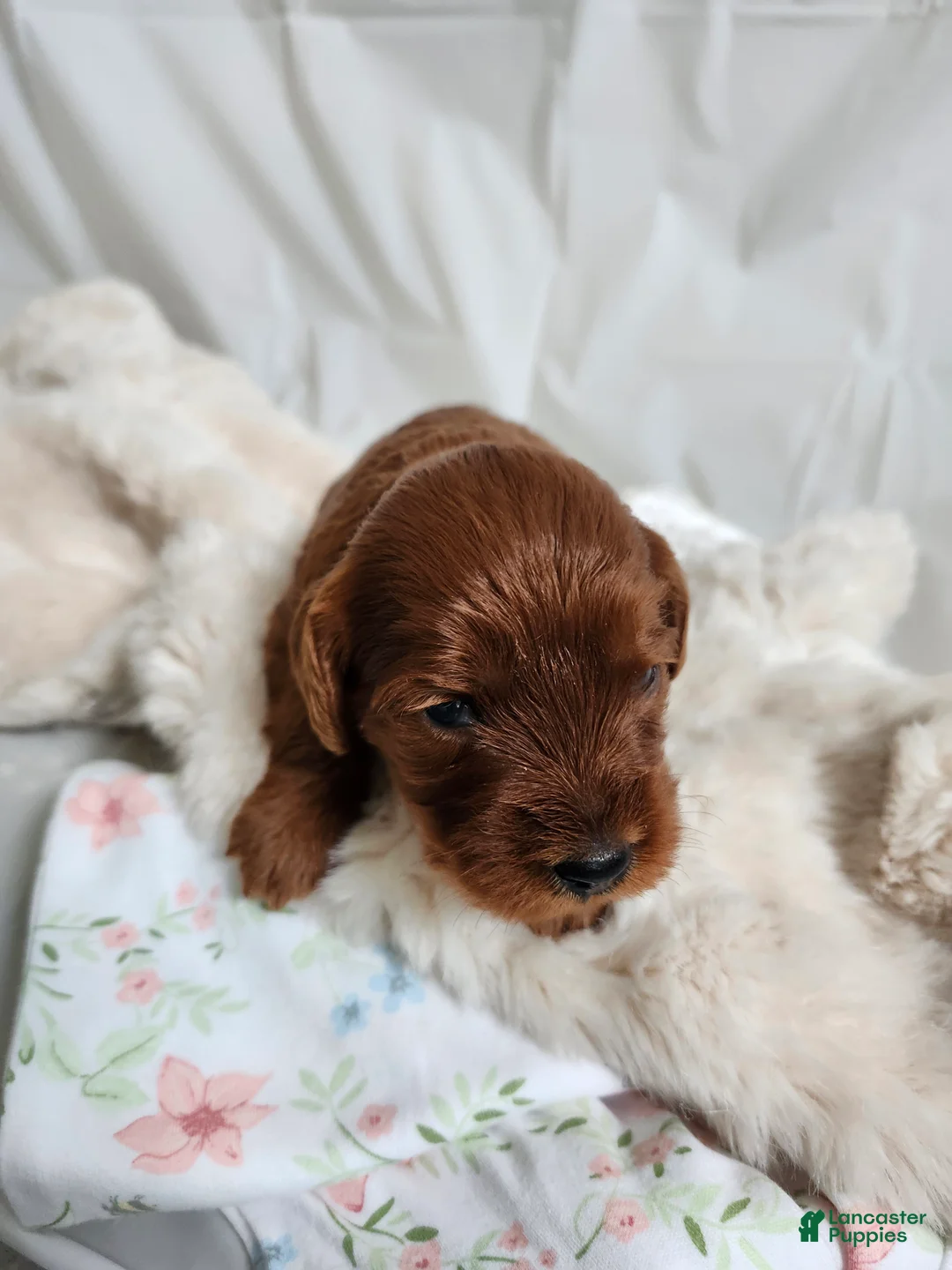 Cavapoo dogs for sale: Fiona  - Ad 1