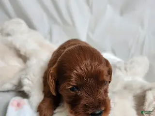 Cavapoo dogs for sale: Fiona - Ad 1