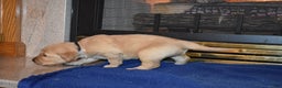 Golden Retriever dogs for sale: Heath - Ad 4
