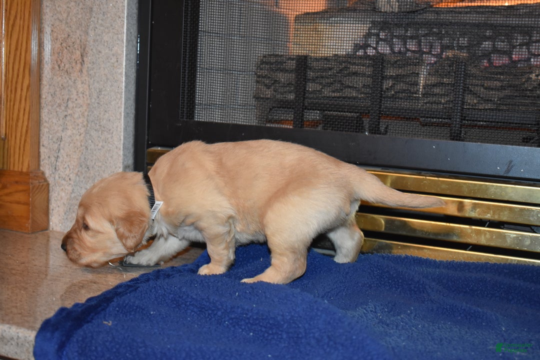 Golden Retriever dogs for sale: Heath - Ad 4
