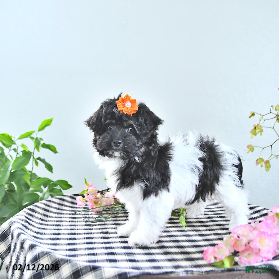 Havapoo dogs Ember - Ad 2