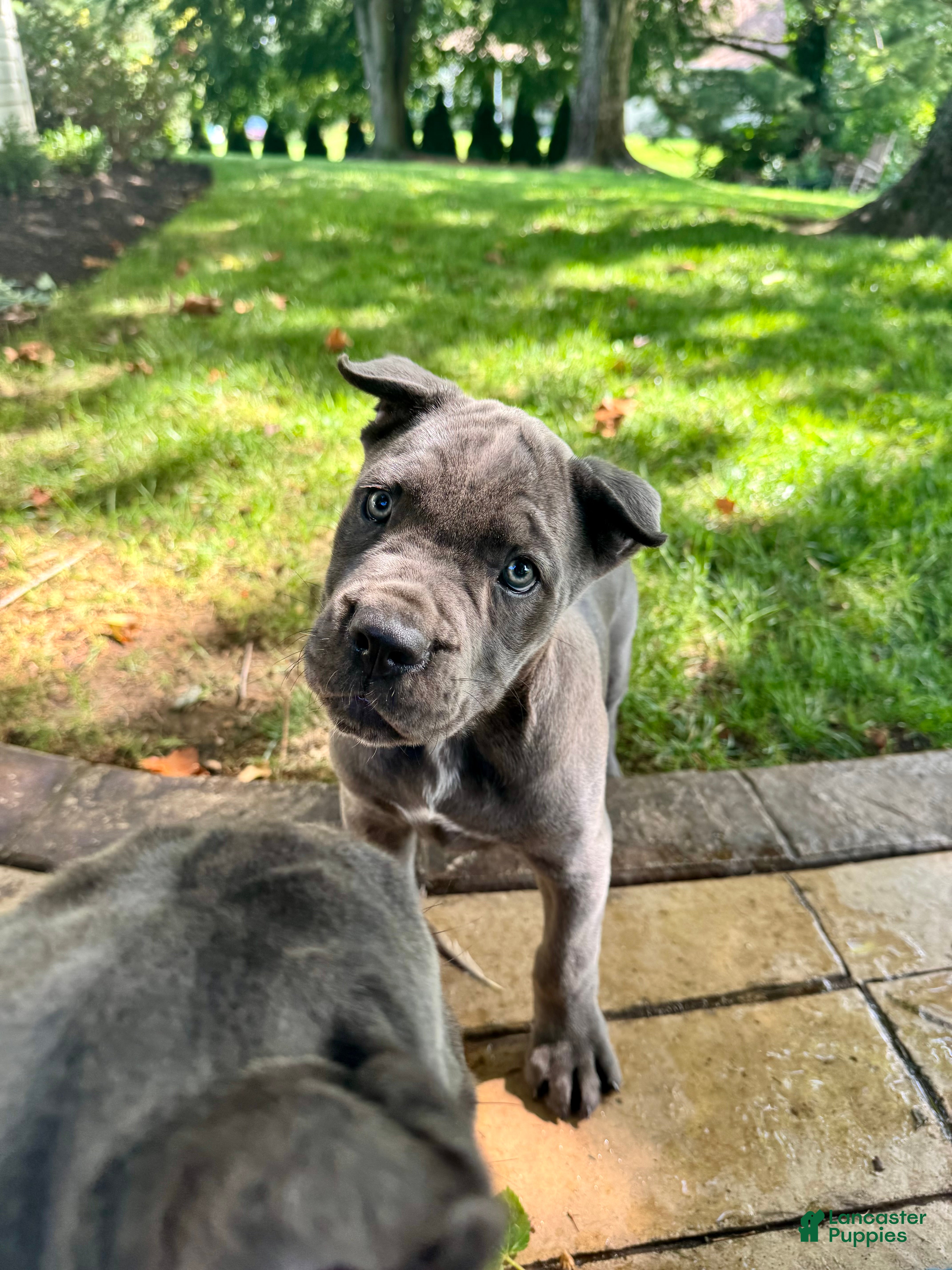Cane Corso dogs Reba - ICCF Registered Cane Corso Italian Mastiff - Ad 1
