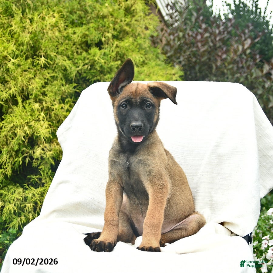 Belgian Malinois dogs for sale: Ursa - Ad 3