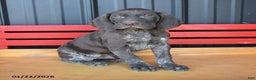 German Shorthaired Pointer dogs for sale: Buster - Ad 2