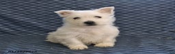 West Highland Terrier dogs for sale: Harold - Ad 4