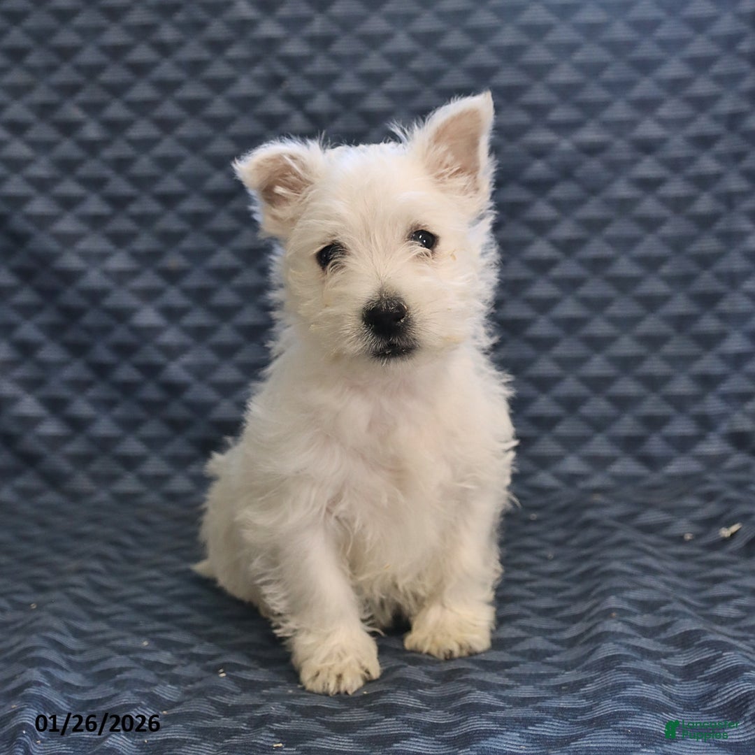 West Highland Terrier dogs for sale: Harold - Ad 4