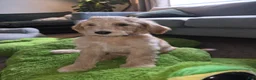 Labradoodle dogs for sale: Golden - Blue collar - Ad 2