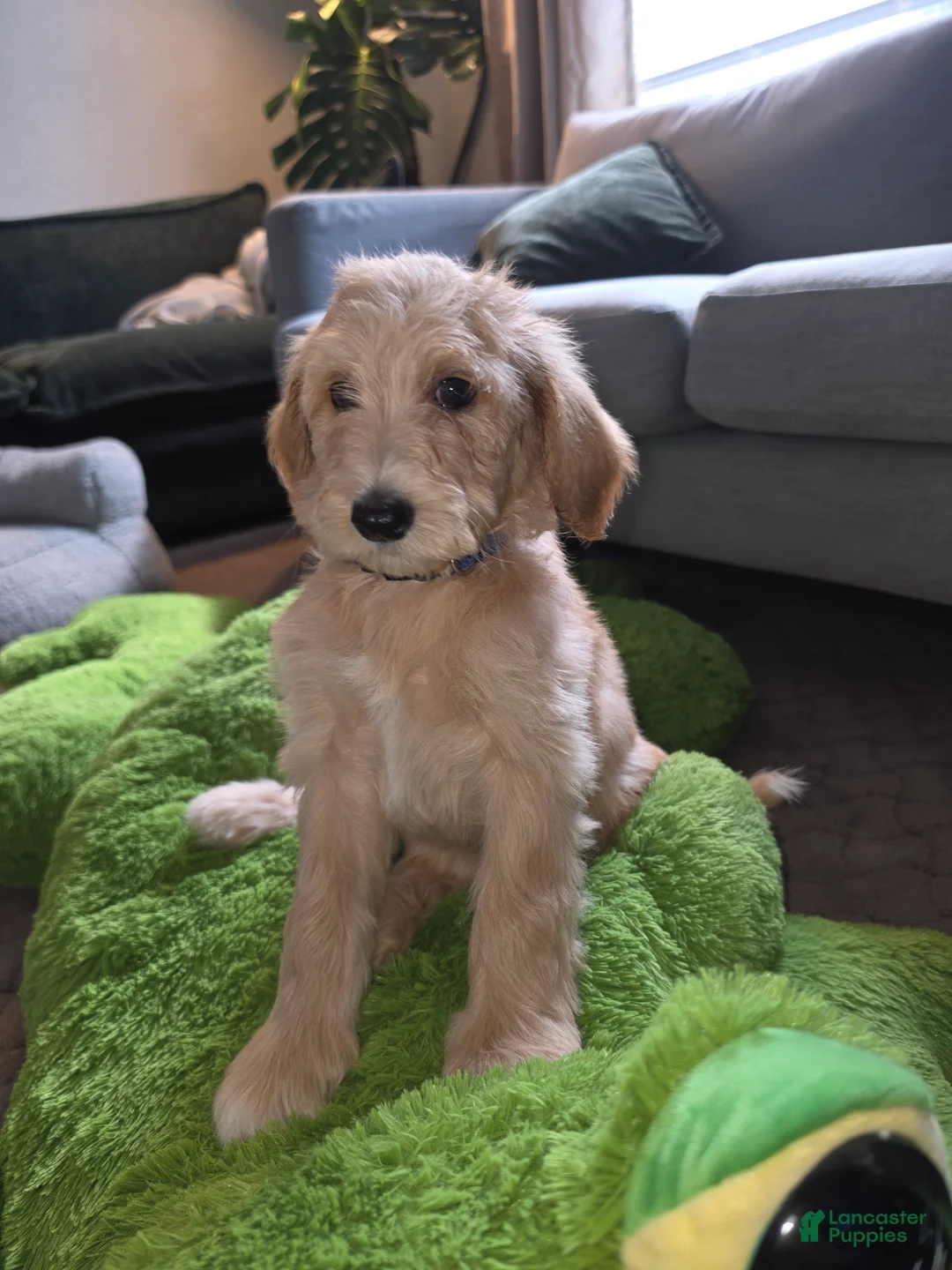 Labradoodle dogs for sale: Golden - Blue collar - Ad 2