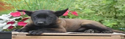 Belgian Malinois dogs for sale: Miles - Ad 5