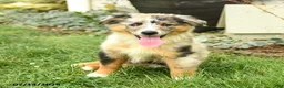 Australian Shepherd dogs for sale: Rhoda - Ad 4