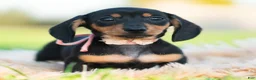 Miniature Dachshund dogs for sale: Pixiebean AKC - Ad 5